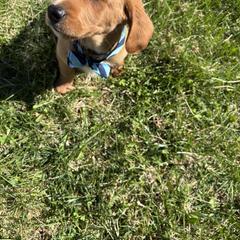 Pluto - Chocolate male Labradoodle puppy in Beltsville, Maryland from Georges labradoodles