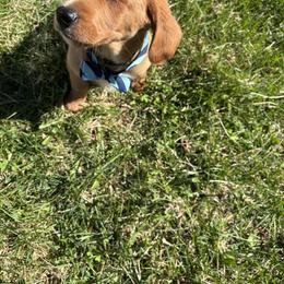 Pluto - Chocolate male Labradoodle puppy in Beltsville, Maryland from Georges labradoodles