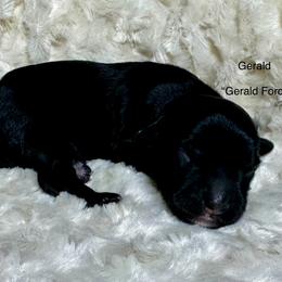 Gerald - Phantom male Double Doodle puppy in Blue Springs, Missouri from Jeanie’s Doodles