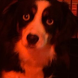 Croc - Australian Shepherd