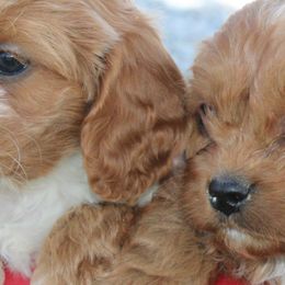 Bernedoodles, Cavapoos, and Pomskies from Arlene Hershberger