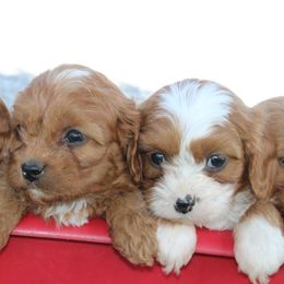 Bernedoodles, Cavapoos, and Pomskies from Arlene Hershberger