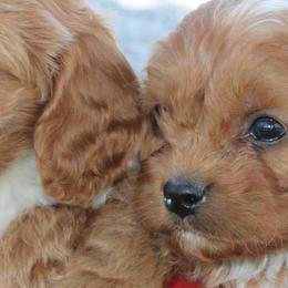 Bernedoodles, Cavapoos, and Pomskies from Arlene Hershberger