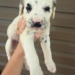 Gypsum - White and black male Dalmatian puppy in Bremen, Georgia from Clark’s Dalmatians
