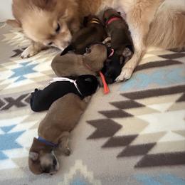 Pomeranian puppies from Roxy's Pomeranian Puppies