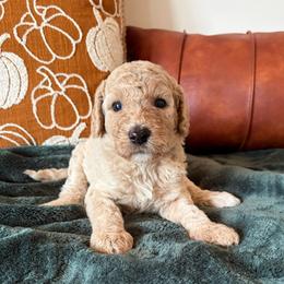 Boo - White female Bernedoodle puppy in High Point, North Carolina from Kingsfield Doodles