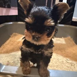 Oliver - Black and gold male Yorkshire Terrier puppy in Forest Hill, Maryland from Chikito's Yorkies