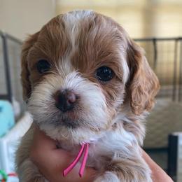 Cindy Lou Who - Blenheim female Cavapoo puppy in Van Alstyne, Texas from Home Grown Puppies