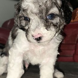 Mr Blue - Merle male Cockapoo puppy in Tampa, Florida from Mary Puppins
