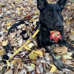 Raven - German Shepherd