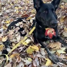 Raven - German Shepherd