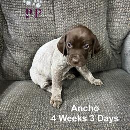 Ancho - Liver and white male German Shorthaired Pointer puppy in Columbus, Nebraska from Prancy Pawz