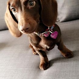 Dachshunds from Scottie's Doxies