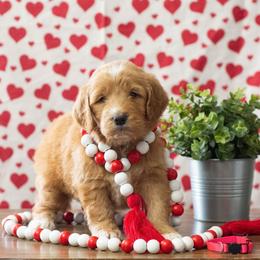 Bernedoodle and Goldendoodle Puppies from Saluda Ridge Goldendoodles