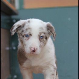Border Collie Puppies from By Design Farm
