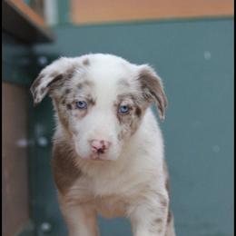 Border Collie Puppies from By Design Farm