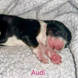Audi - Tri-color female Bernedoodle puppy in Ankeny, Iowa from Bernedoodlesbest