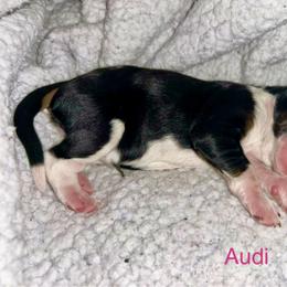 Audi - Tri-color female Bernedoodle puppy in Ankeny, Iowa from Bernedoodlesbest