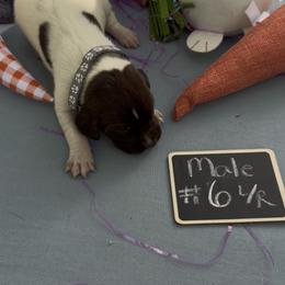 Boy 1 - Liver roan male German Shorthaired Pointer puppy in Kathleen, Florida from Alex Yates GSP's