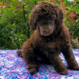 Poodle Puppies from Anna-Ash Poodles