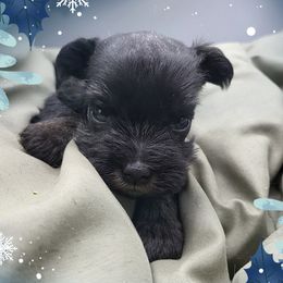Chester AKC Champion Imported Lines - Black and silver male Miniature Schnauzer puppy in Saratoga Springs, Utah from Happy Beard Schnauzers