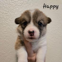 Happy - Sable male Pembroke Welsh Corgi puppy in Citrus Heights, California from The Joy of Corgis