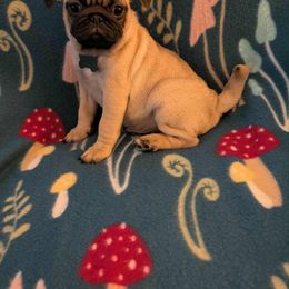 Pug Puppies from Lisa's Pugalicious Pugs