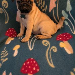 Pug Puppies from Lisa's Pugalicious Pugs