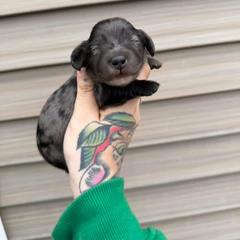 American Corgi and Dachshund Puppies from Werpstead Shorties