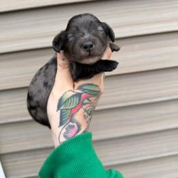 American Corgi and Dachshund Puppies from Werpstead Shorties