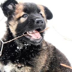 Belgian Tervuren Puppies from Chocorua Working Belgians