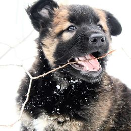 Belgian Tervuren Puppies from Chocorua Working Belgians