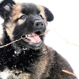 Belgian Tervuren Puppies from Chocorua Working Belgians
