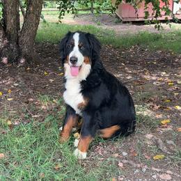 Zoja - Bernese Mountain Dog