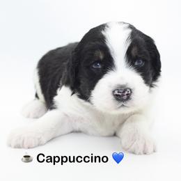 Cappuccino - Tri-color male Bernedoodle puppy in Scottsville, Kentucky from Barren River Bernedoodles and Poodles