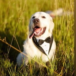Jumbo - Golden Retriever