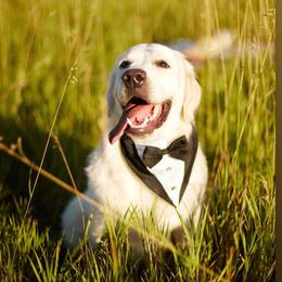Jumbo - Golden Retriever