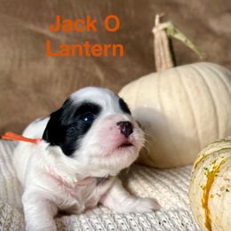 Jack O' Lantern (Orange collar) - Black and white male Havanese puppy in Silverton, Oregon from PNW Havanese