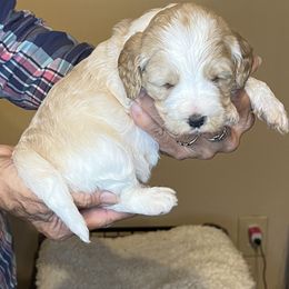 Orange collar girl - Apricot female Australian Labradoodle puppy in Fairfield, California from Twin Sisters Doodles
