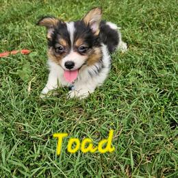 Toad - White and black male Pembroke Welsh Corgi puppy in Norwood, Missouri from McGraw's Paws 🐾