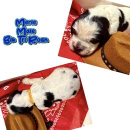 Merle - Black and white male English Springer Spaniel puppy in Madison, Indiana from McCollough's Pawsome Spaniels and Danny's Delightful Dachshunds