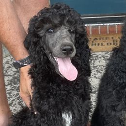 Girl 3 - Poodle puppy in Mooresville, North Carolina from True Blue Standard Poodles