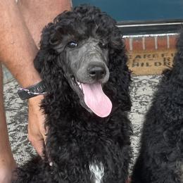 Girl 3 - Poodle puppy in Mooresville, North Carolina from True Blue Standard Poodles