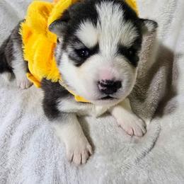 Boy 1 - Black tan and white male Siberian Husky puppy in Kansas City, Missouri from Anuun's Huskies