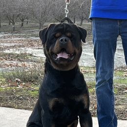 Sancho - Rottweiler
