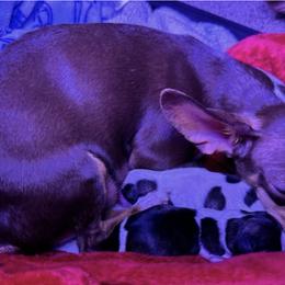 Companion Crosses from Flores' Puppies