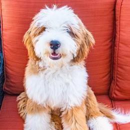 Pretzel - Bernedoodle