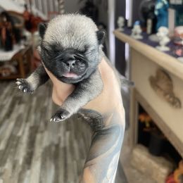 Ozzy - Fawn male Pug puppy in Winter Haven, Florida from The Pugarazzi