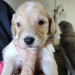 Brody grey collar - Apricot male Goldendoodle puppy in Fairmount, Indiana from Capens' Doodles,Poodles and Poo's