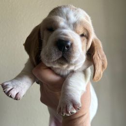Yellow Female - Lemon and white female Basset Hound puppy in Seminole, Texas from Savage Sisters Basset Hounds